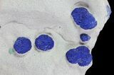 Brilliant Blue Azurite Sun Cluster On Rock - Australia #64285-1